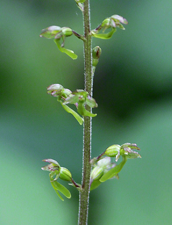 Großes Zweiblatt - Listera ovata